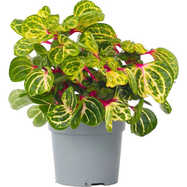 Thumbnail - Plant in a Box, Pflanzen, Iresine Herbstii - Blutblatt (20 cm)