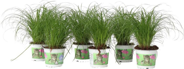 Produktbild Plant in a Box Cyperus zumula - 6er Set Zyperngras (30 cm)