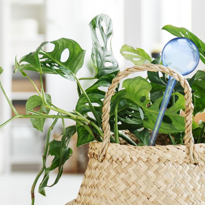 Produktbild Relaxdays 6x Bewässerungskugel (Bewässerungskugeln)