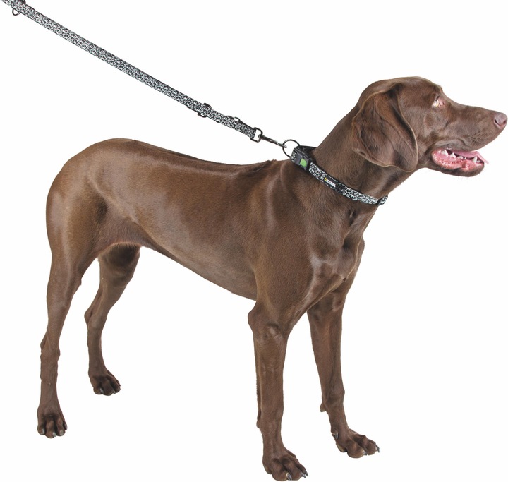 Actual product image Kerbl Shiny Night 20mmx45-65cm (45, 46, 47, 48, 49, 50, 52, 54, 56, 58, 60, 62, Dog, Dog sport)