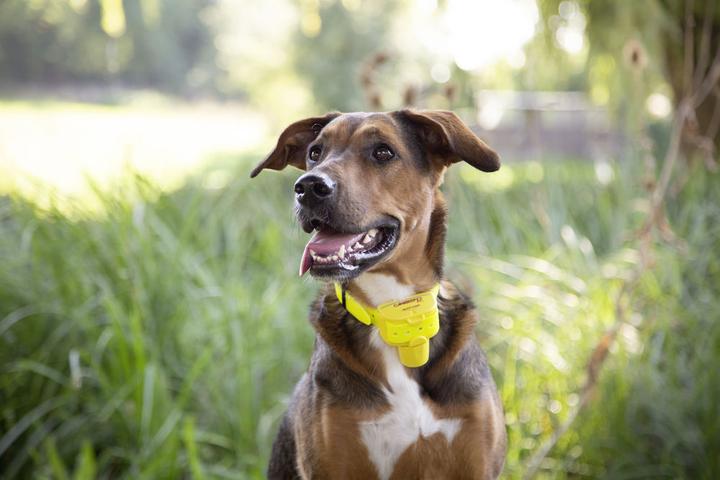 Produktbild Kerbl NUM'axes Canibeep Pro Akkustisches Ortungsgerät,gelb (One Size, Hund, Hundesport)
