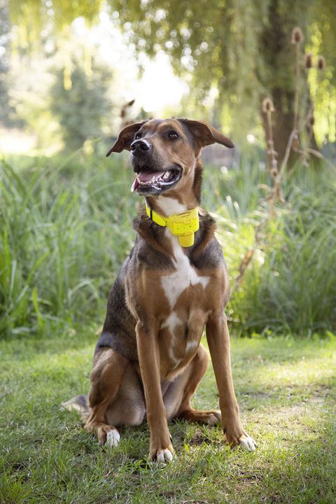 Produktbild Kerbl NUM'axes Canibeep Pro Akkustisches Ortungsgerät,gelb (One Size, Hund, Hundesport)