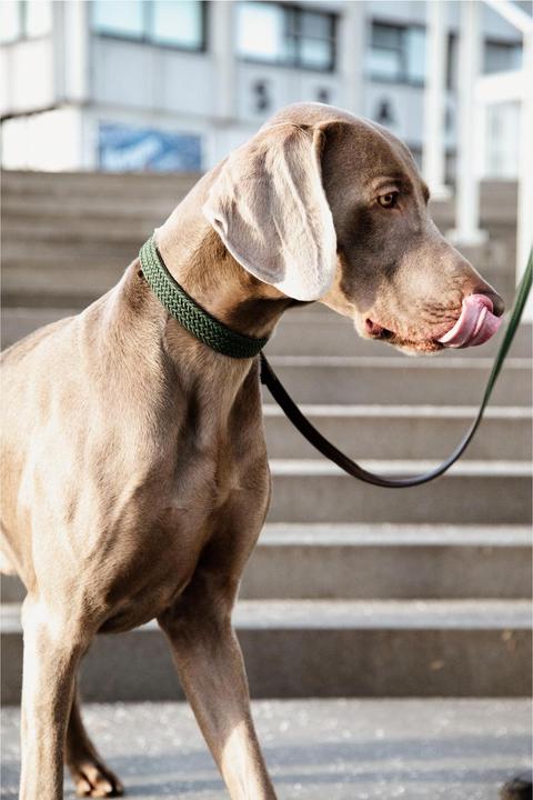 Produktbild Kentucky Dogwear Geknüpfte Nylon Hundeleine (Hund)