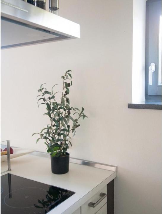Immagine prodotto Europalms Olivo (68 cm)