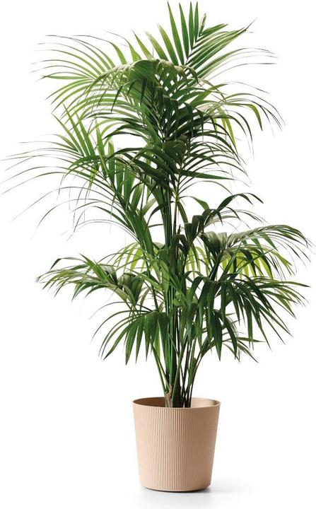 Produktbild Euro3plast Blumentopf Fyre Ø 40 cm dune Greener, mit Rollen