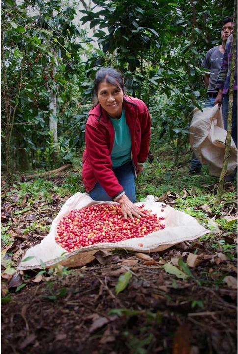Actual product image Vicafe Aprolma (1000 g, Medium roast)