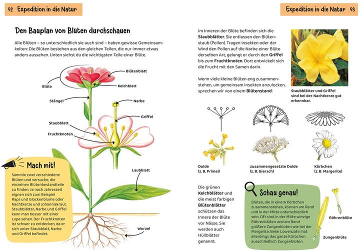 Actual product image Kosmos Was blüht denn da? Kindernaturführer (German, Heike Herrmann, Ursula Stichmann-Marny, 2022)