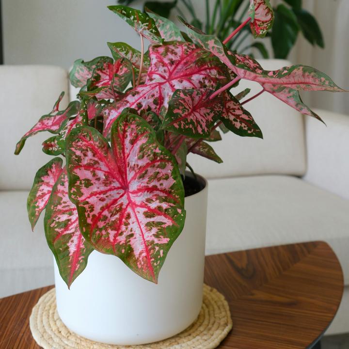 Produktbild Plant in a Box Caladium Carolyn Whorton - (25 cm)