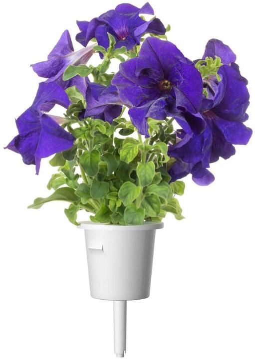 Produktbild Click and Grow Blaue Petunie (Pflanzensamen)