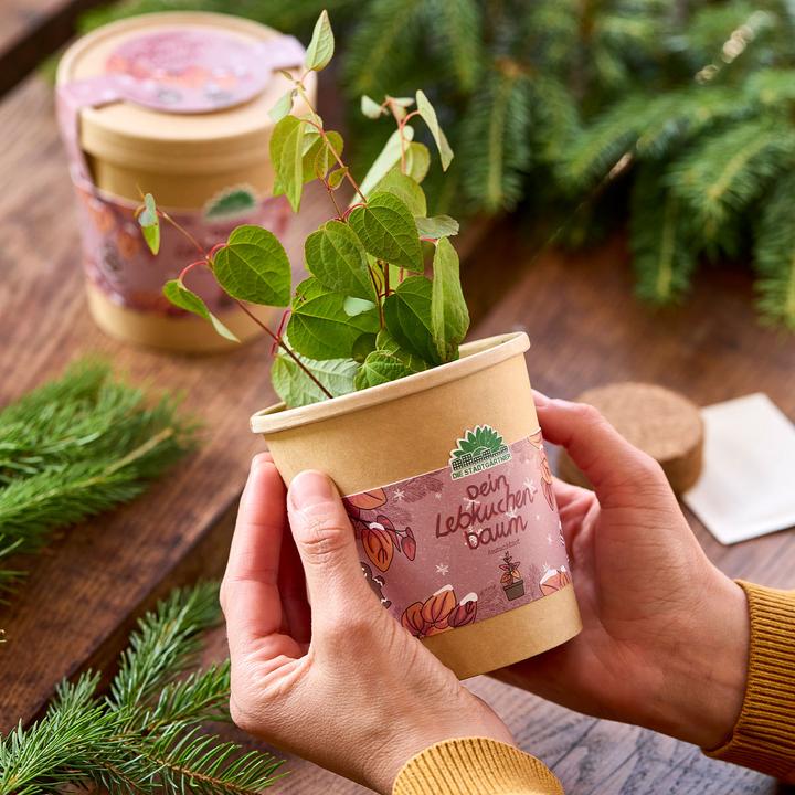 Actual product image Die Stadtgärtner 2er-Set Schönes Lebkuchenbaum Anzuchtset – Duft-Garantie: Zimt & Lebkuchen