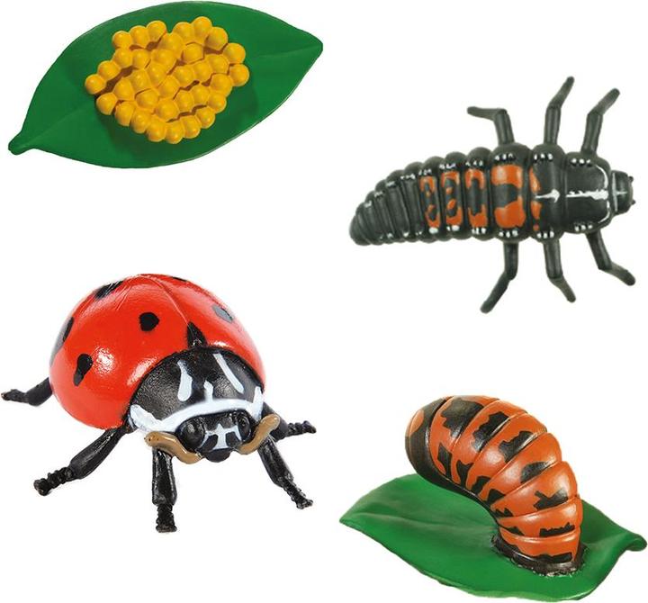 Immagine prodotto HCM Kinzel Ciclo di vita della coccinella