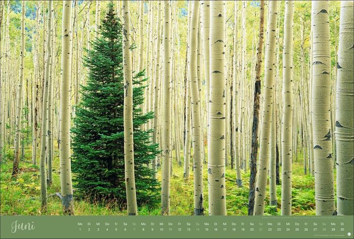 Actual product image Zauberwälder Edition Kalender 2026 (58 x 39 cm)