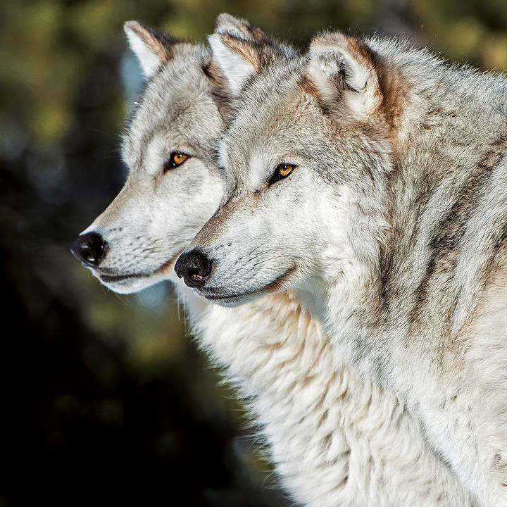 Produktbild Wölfe/Wolves 2026