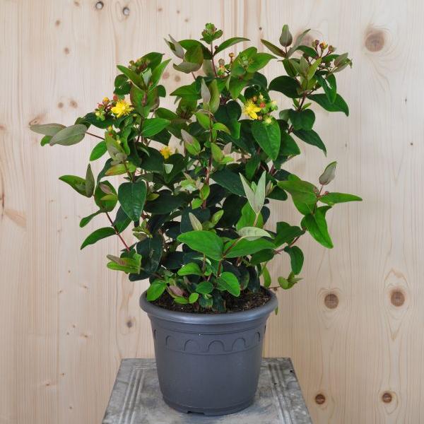 Produktbild Säntispracht Das fruchtschmucktragende Johanniskraut - Hypericum calycinum 'Magic Marbles Red' (50 cm)