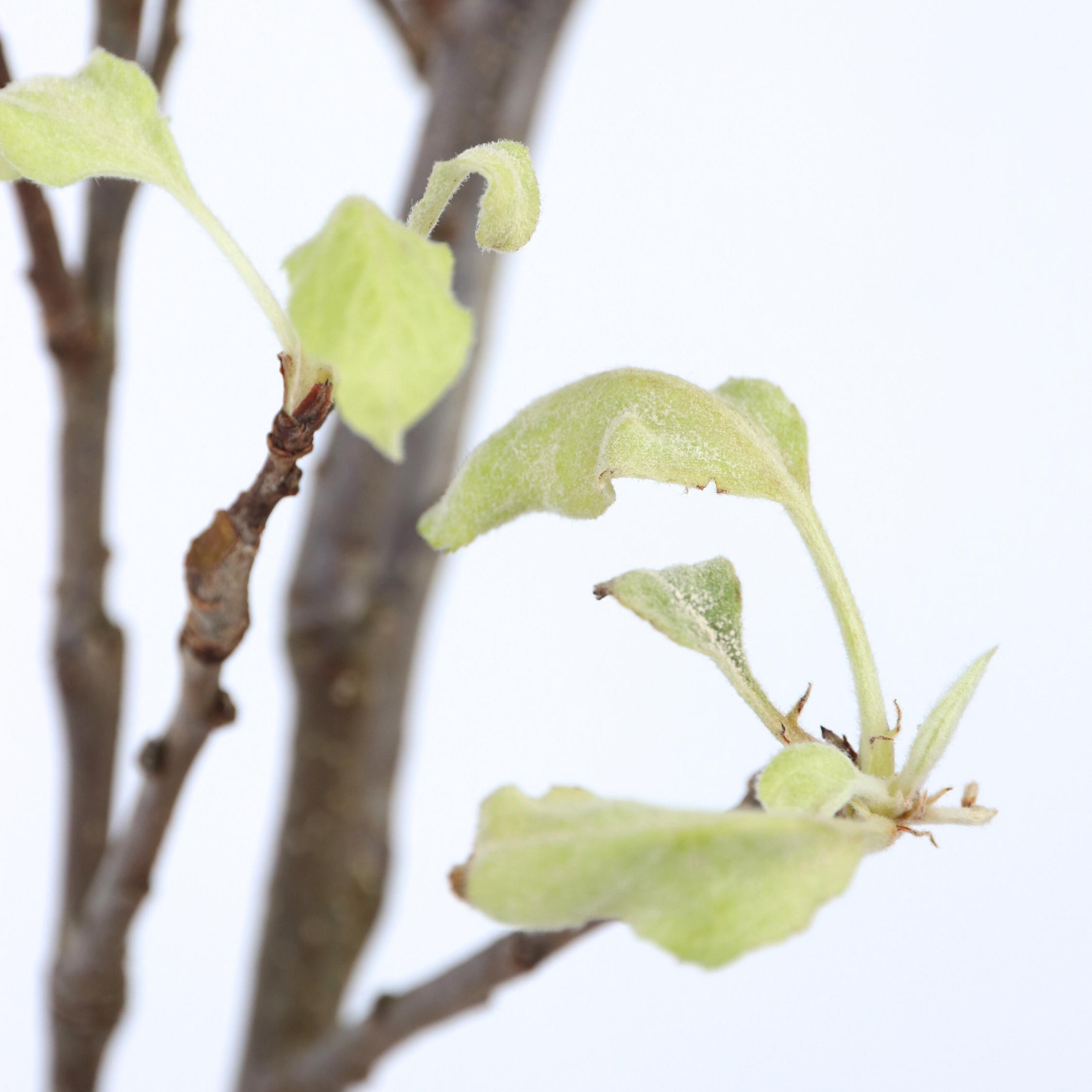 Thumbnail - Plant in a Box, Pflanzen, Malus domestica 'Elstar' - Apfelbaum (90 cm)