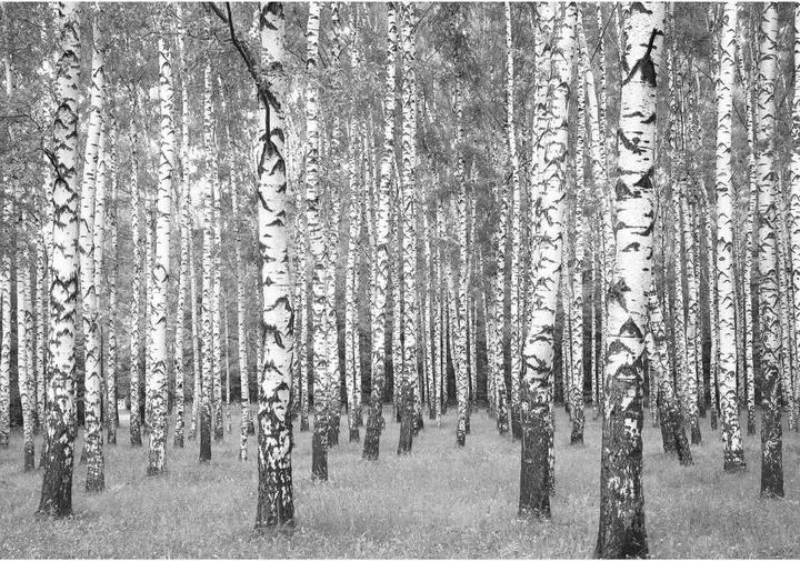 Produktbild Trenddeko Birkenwald 02 (384 x 300 cm)