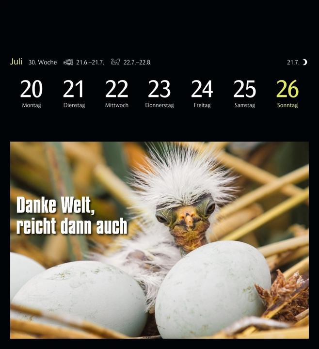Actual product image Harenberg Animal Memes Postkartenkalender 2026 - 53 tierisch witzige Postkarten (Hardcover, English, German)