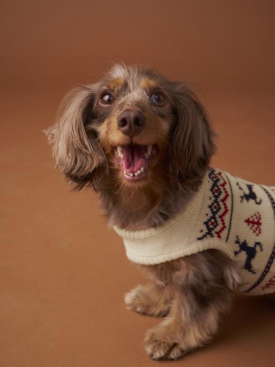 Actual product image Vertbaudet Christmas jumper (S, Dog jumper)