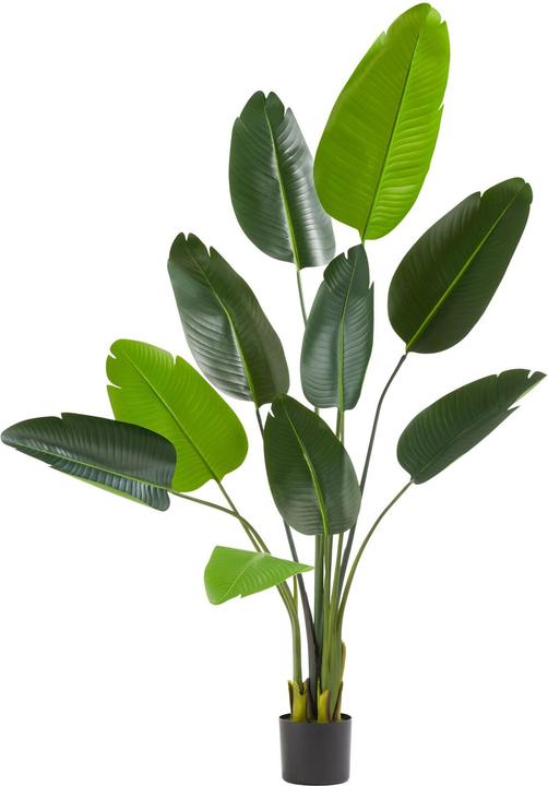 tectake Bird of paradise tree Tropic (160 cm)