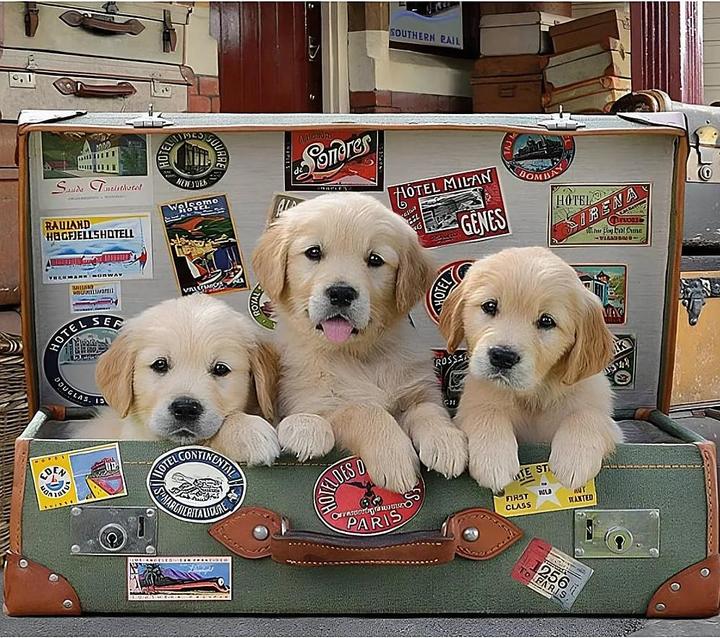 Produktbild Educa Puppies in the Luggage (500 Teile)