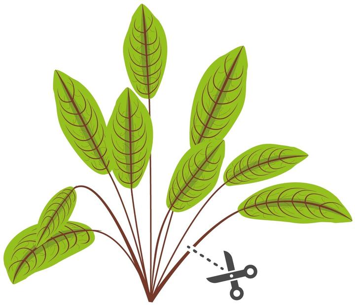 Image du produit Véritable Lingot Pensée BIO (Graines d'herbes aromatiques)
