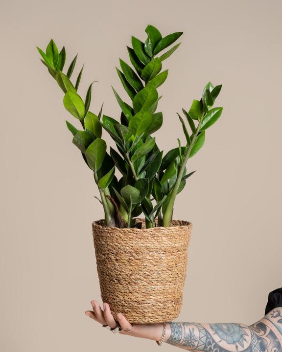 Produktbild feey Kesat (18 cm)