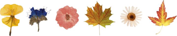 Produktbild Pebaro Blumenpresse