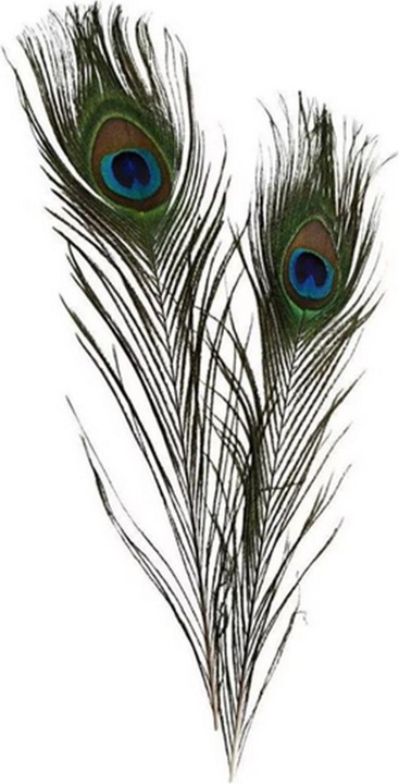 Creativ Company peacock feathers