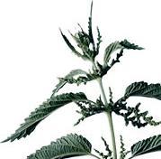 Actual product image Sonnentor Brennessel Tee (18 g)