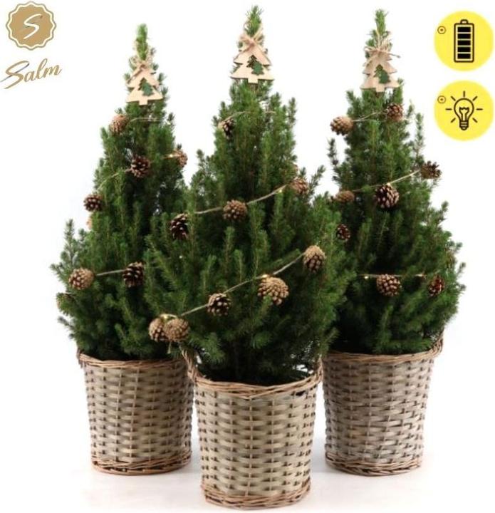 Fresca-Plant Weihnachtsbaum geschmückt in Basket Topf 21cm Höhe 70cm (70 cm, 21 cm)