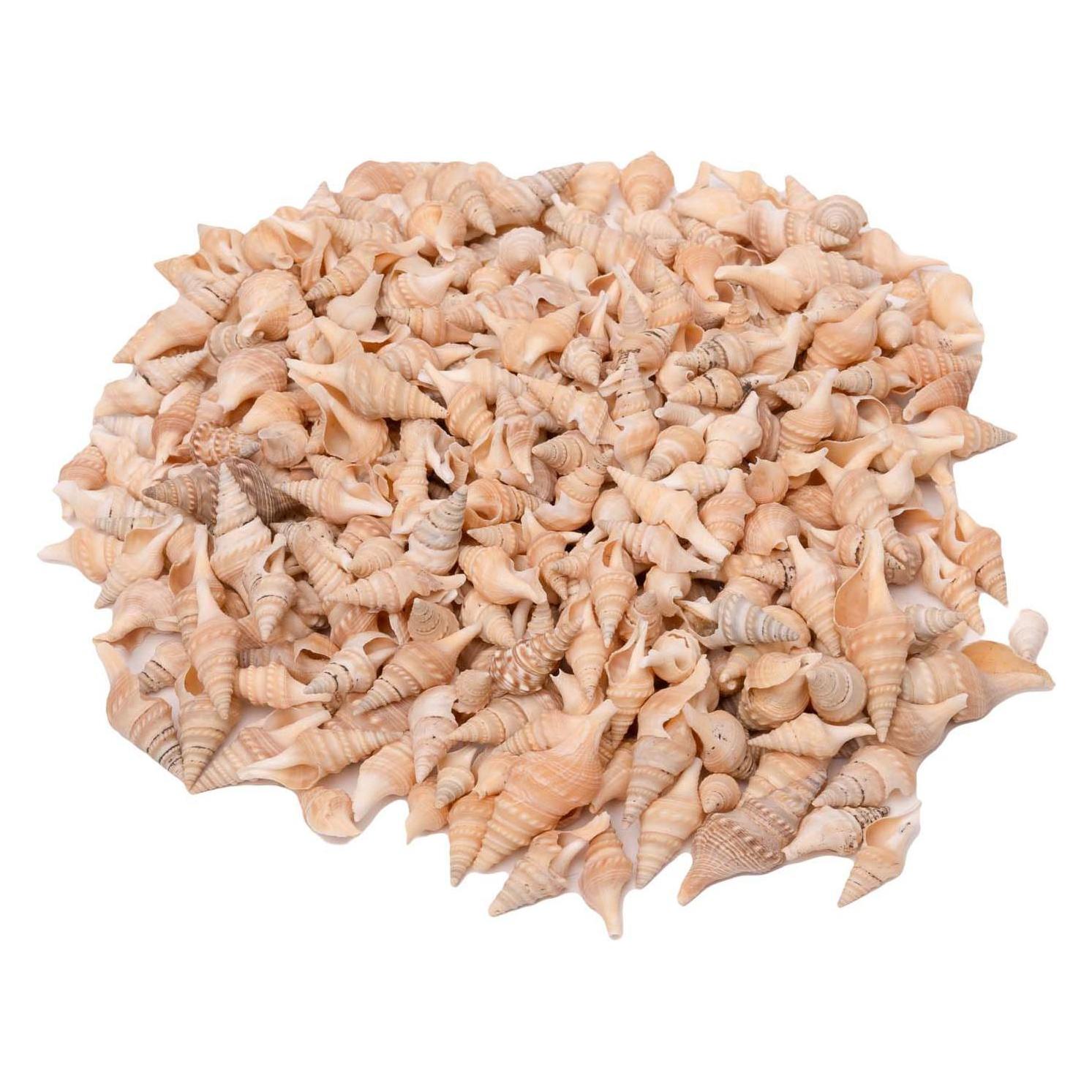 Colorations - Muscheln Turrid, 400g