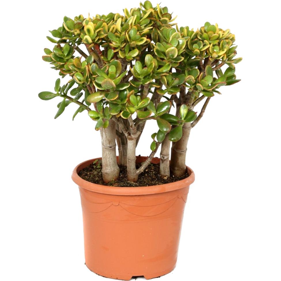 Thumbnail - Plant in a Box, Pflanzen, Crassula ovata Sunset - Jadepflanze (55 cm)