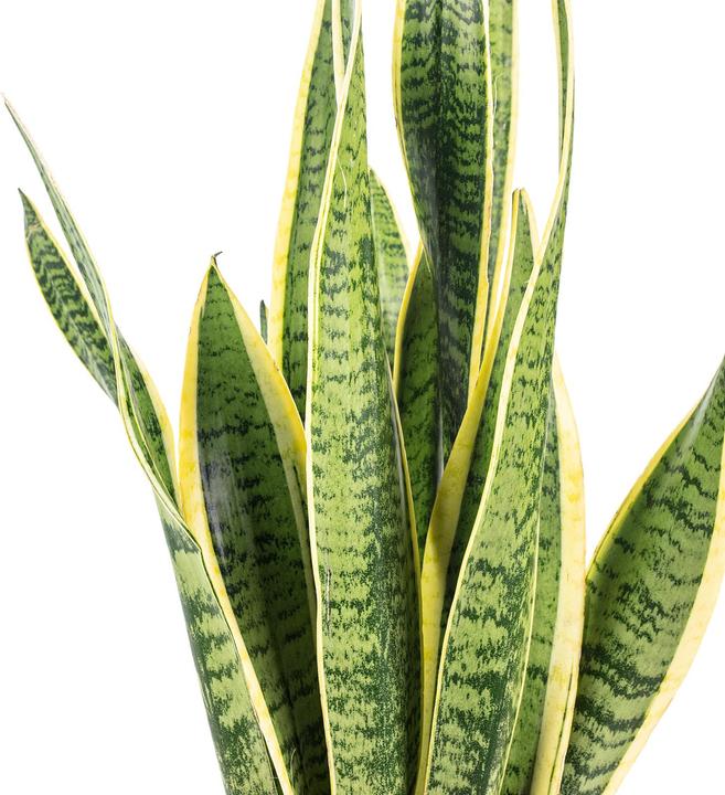 Produktbild Flowerbox Bogenhanf - Sansevieria trifasciata Laurentii (65 cm)