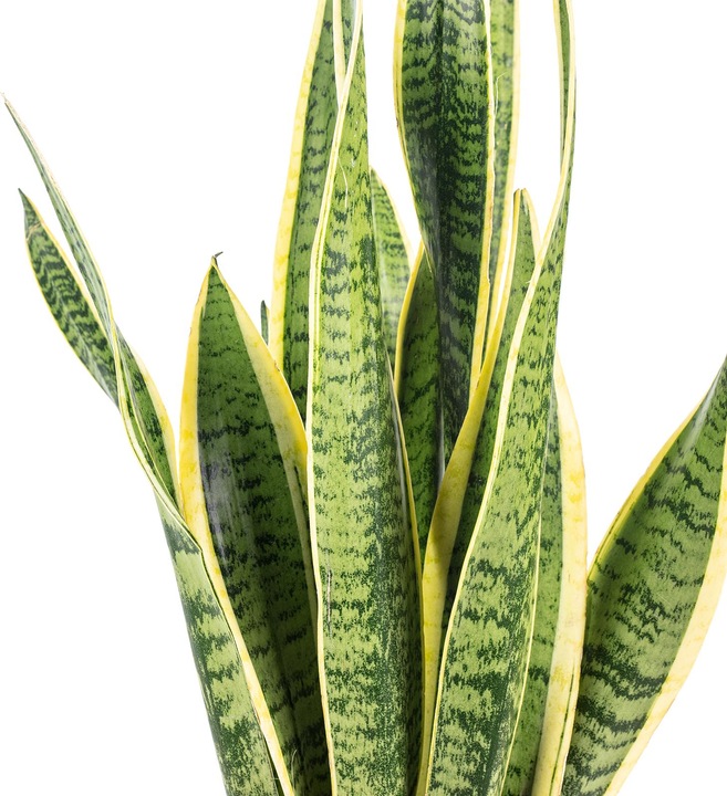 Actual product image Flowerbox Striped snake plant - height ca. 65 cm, pot-Ø 17 cm - Sansevieria trifasciata Laurentii (65 cm)