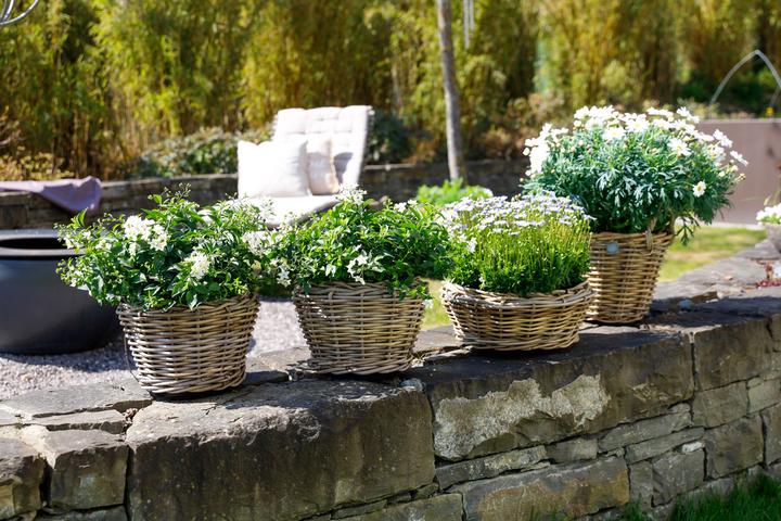 Produktbild Jaco Drypot Bara (60 x 26 cm)