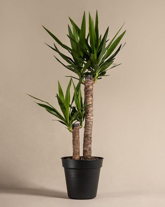 Actual product image feey Grosse Yucca (110 cm, Freshly repotted)
