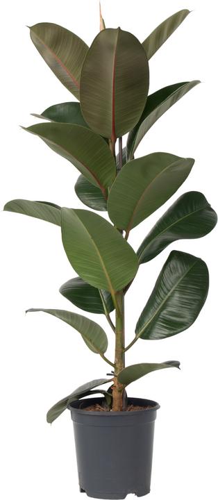 Actual product image Plant in a Box Ficus Elastica Robusta - Rubber Tree (100 cm)