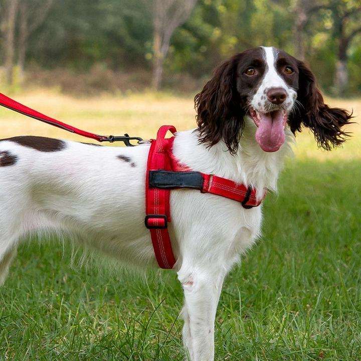 Actual product image The Company Of Animals Consumer electronics OEM Dog harness REFLECTIVE SILK size L red (L, Dog, Walks)