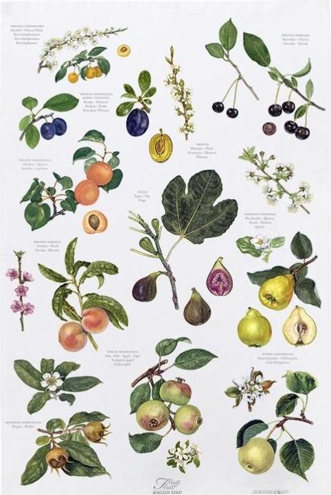 Øvrige Viskestykke TeaTowel 48x70 cm - Frugt (48 x 70 cm)