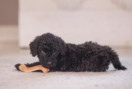 Immagine prodotto Beeztees Manubrio dentale per cuccioli (Giochi per cuccioli)