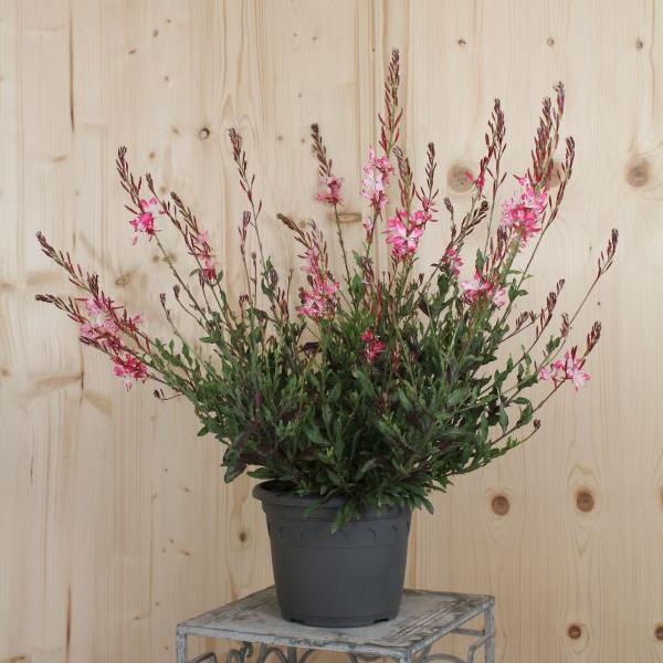 Actual product image Säntispracht The Magnificent Candle, a summer perennial - Gaura lindheimeri 'Rosyjane' (50 cm)