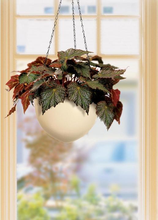 Actual product image Scheurich Hanging Pot (22 x 16.80 cm)
