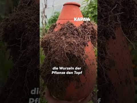 Produktbild WePot Olla XL