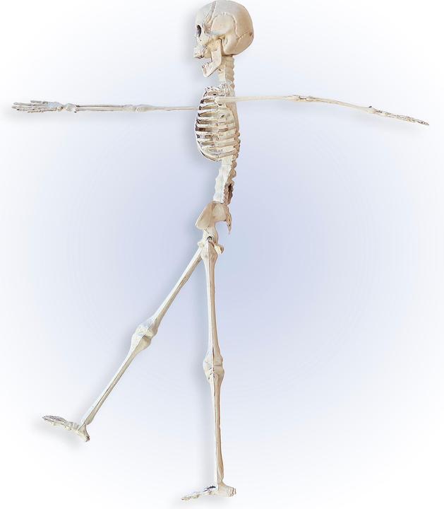 Actual product image Widmann Movable skeleton (1 pcs.)