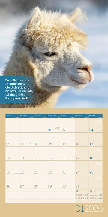 Image du produit No Drama, Lama! Kalender 2026 - 30x30 (30 x 30 cm, Couverture rigide, Allemand)