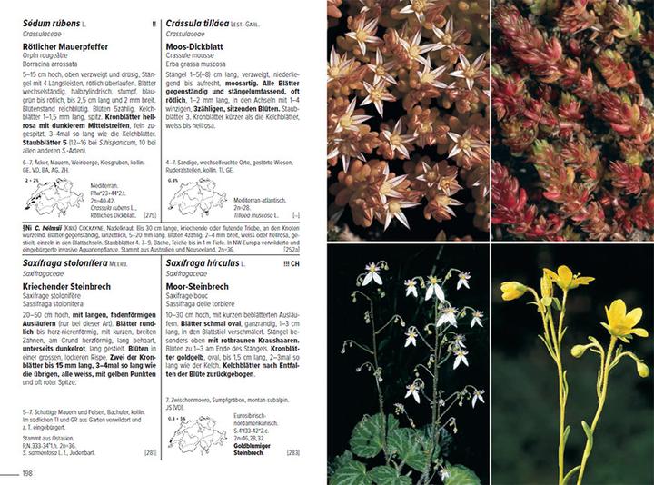 Image du produit Flora Helvetica - Illustrierte Flora der Schweiz (Allemand, Andreas Gygax, Gerhart Wagner, Konrad Lauber, 2024)