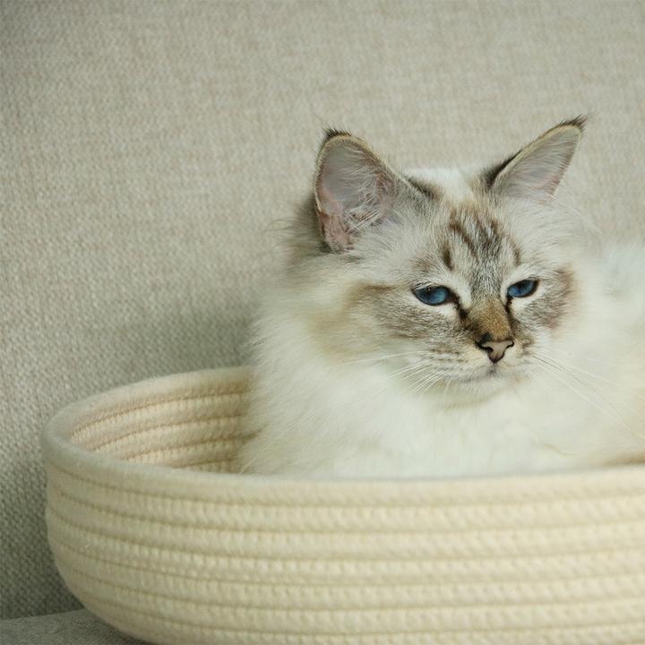 Actual product image D&D Jess (Cat)