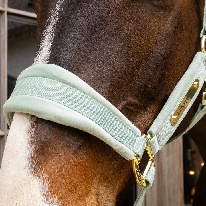 Immagine prodotto Kentucky Horsewear Cavezza in nylon