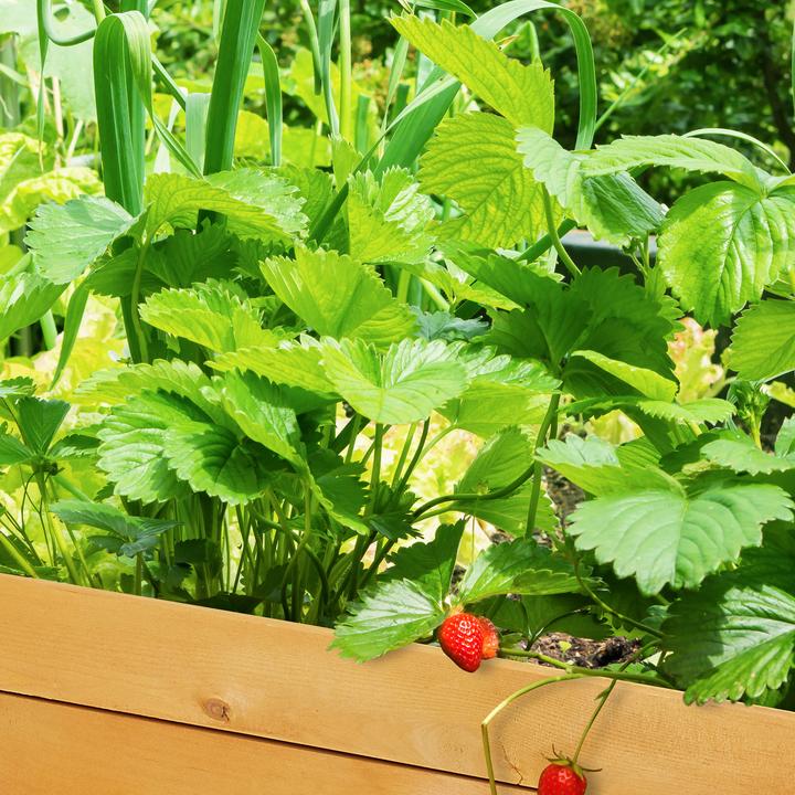 Image du produit Relaxdays Carré potager