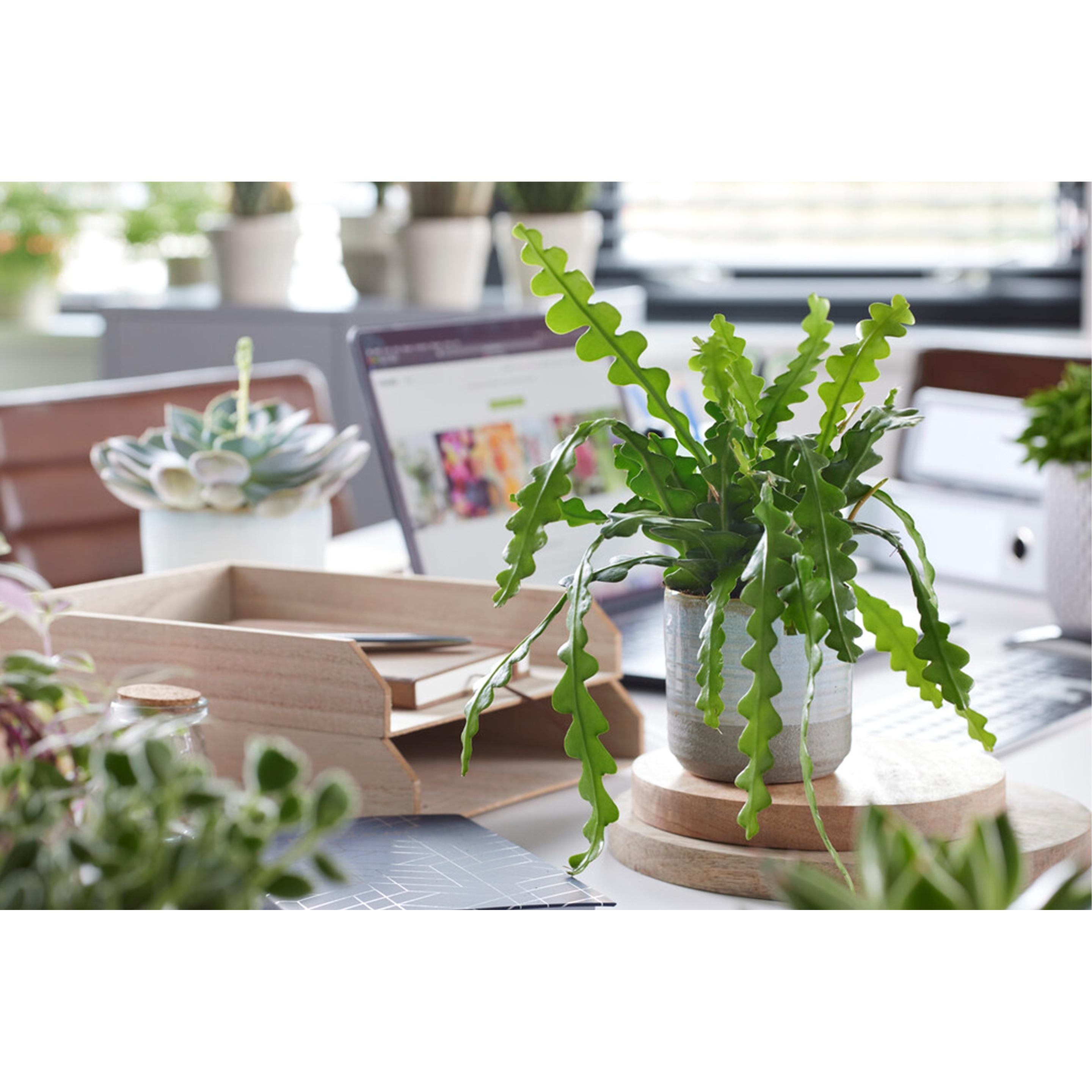 Thumbnail - Plant in a Box, Pflanzen, Epiphyllum Anguliger - Königin der Nacht Kaktus (30 cm)